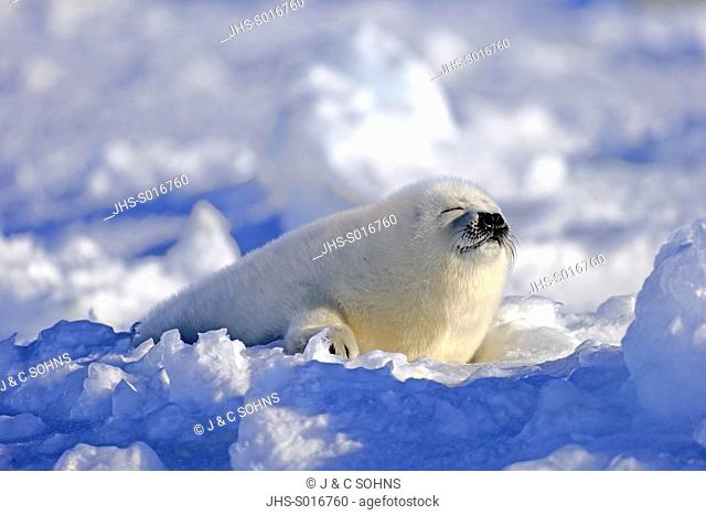 Harp Seal, Saddleback Seal, (Pagophilus groenlandicus), Phoca groenlandica, seal pup on pack ice sleeping, Magdalen Islands, Gulf of St