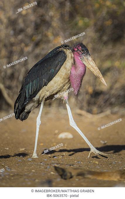 Marabou stork (Leptoptilos crumeniferus), Ghanzi, Ngamiland, Botswana, Africa
