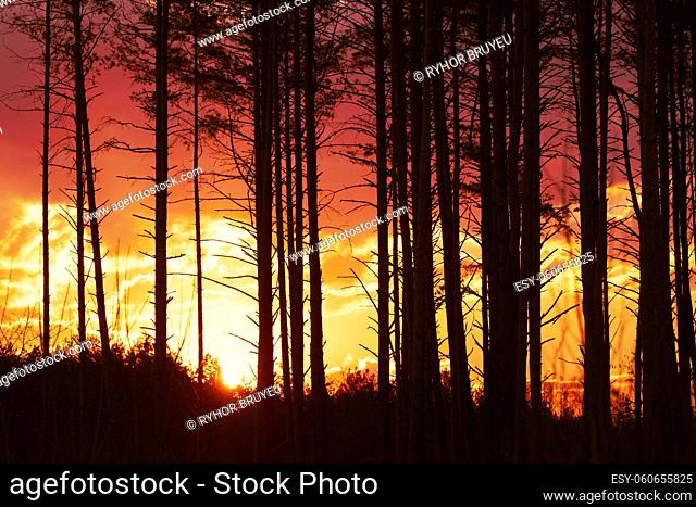 Sunset Sunrise In Pine Forest. Close View Of Dark Black Spruce Trunks Silhouettes In Natural Sunlight Of Bright Colorful Dramatic Sky