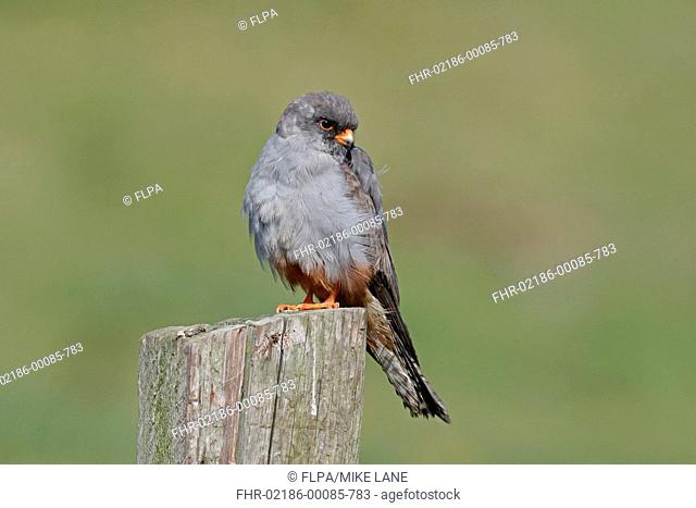 Red-footed Falcon (Falco vespertinus) immature male, first summer plumage, vagrant perched on post, Staffordshire, England, July