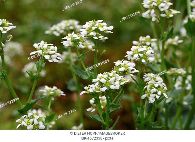 Bavarian Scurvy-grass (Cochlearia bavarica), only found in a few places in southern Bavaria, Allgau, Bavaria, Germany, Europe