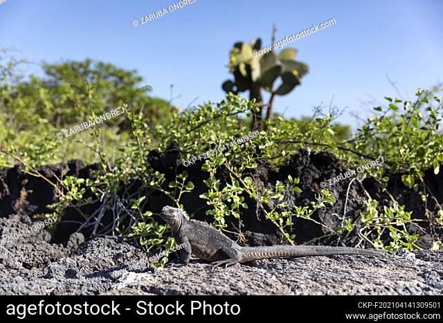 Galapagos marine iguana. One of the endemit on islands. It looks like monster. Isabela island  (CTK Photo/Ondrej Zaruba)