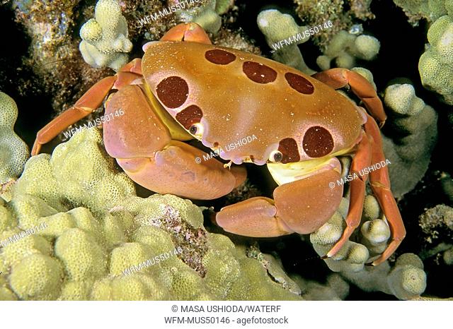 seven-eleven crab or dark finger coral crab, Carpilius maculatus, Kona, Big Island, Pacific Ocean, Hawaii, USA