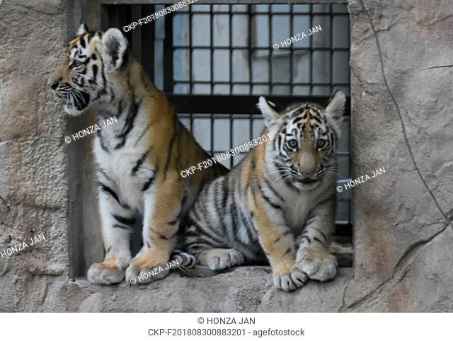 The Siberian tiger cubs in South Bohemia Zoological Gardens of Hluboka nad Vltavou, Czech Republic, August 30, 2018. (CTK Photo/Jan Honza)