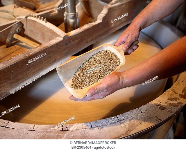 Scoop of wheat grains for milling with a millstone, Bardowick, Lueneburg Heath, Lower Saxony, Germany, Europe