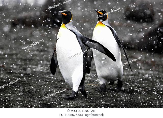 King Penguin pair Aptenodytes patagonicus walking on beach in snowstorm on South Georgia Island, Southern Atlantic Ocean