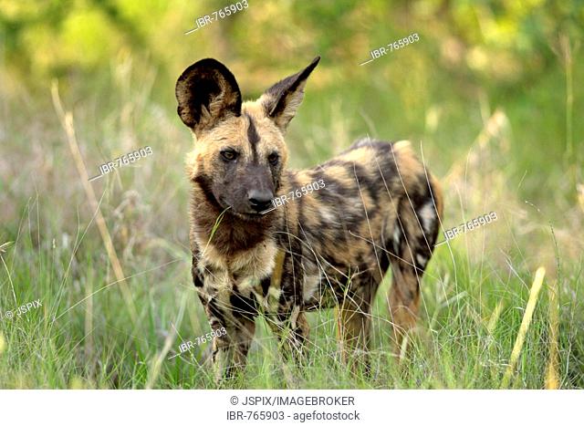 African Wild Dog (Lycaon pictus), male, Madikwe National Park, South Africa