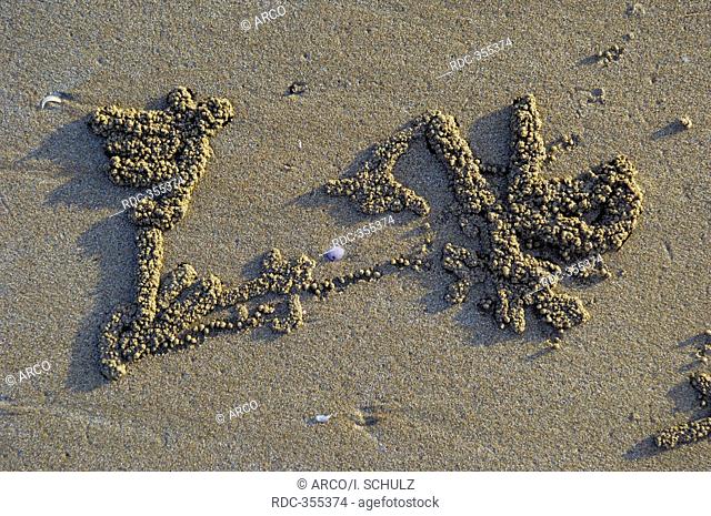 Traces of Crab, beach of Darwin, Northern Territory, Australia / (Scopimera inflata)