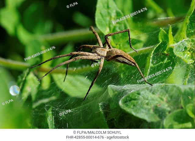 Nursery-web Spider Pisaura mirabilis adult, resting on nursey web, Oxfordshire, England