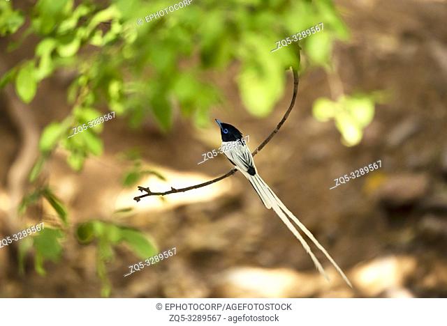 Paradise flycatcher, Terpsiphone paradisi, male, Ranthambore Tiger Reserve, Rajasthan, India