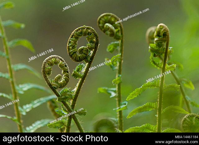 unfurling shoots of young fern plants, spring, Pfälzerwald Nature Park, Pfälzerwald-Nordvogesen Biosphere Reserve, Rhineland-Palatinate, Germany