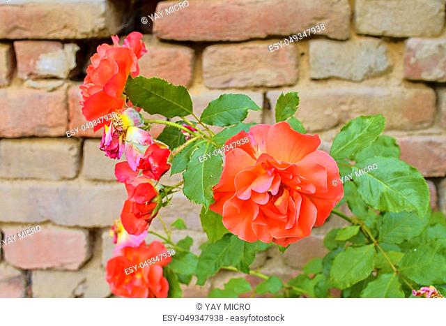 Red roses on red brick background. Romantic scenery