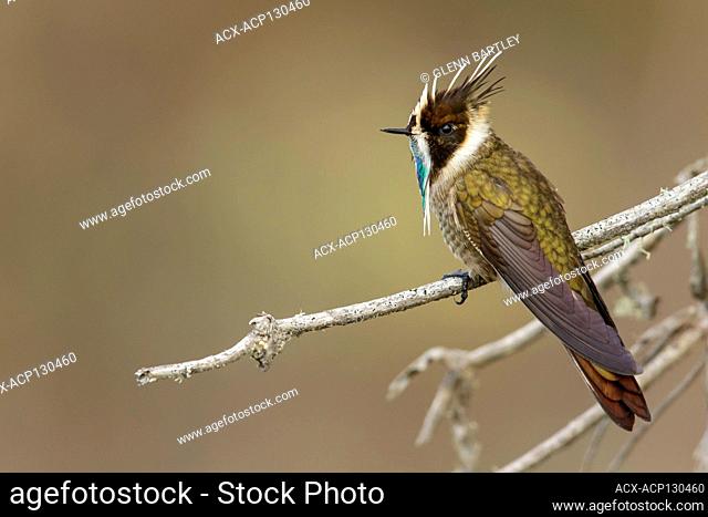 Green-bearded Helmetcrest (Oxypogon guerinii) perched on a branch in the Andes mountains in Colombia