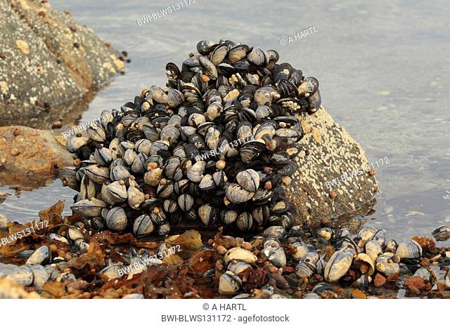 mussels Mytiloidea, colony on rock at low tide, Norway, Insel Froya