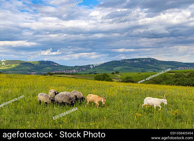 sheep in spring landscape near Dolni Dunajovice, Palava region, South Moravia, Czech Republic