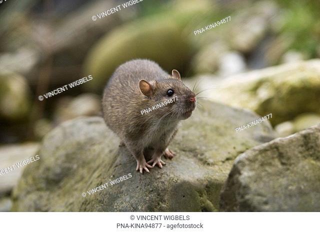 Brown rat, Norway rat Rattus norvegicus - Lelystad, Flevopolder, Flevoland, The Netherlands, Holland, Europe