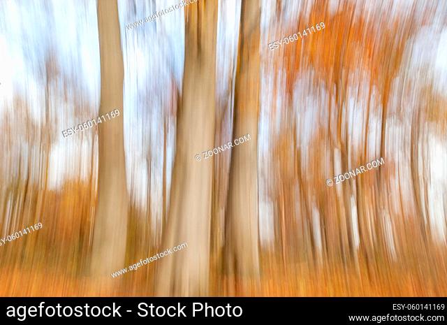 Forest landscape in autumn with defocused effect. France