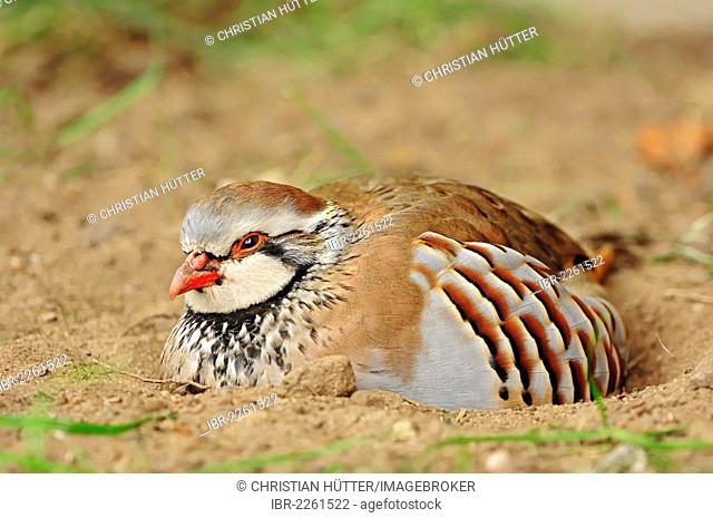 Red-legged partridge (Alectoris rufa), brooding on nest, found in southern Europe, captive, Belgium, Europe