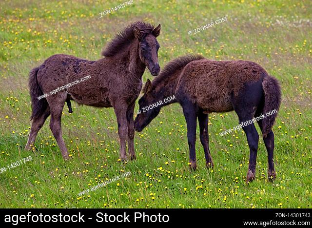 Zwei Islandpferde, Fohlen, (Equus ferus caballus), Vestrahorn, Suedostisland, Island, Europa