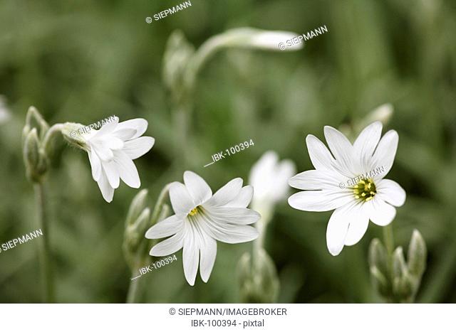 Snow-in-summer ( Cerastium tomentosum ) Germany