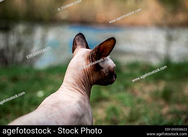 Sphynx cat pictured from behind as it is exploring the wilderness
