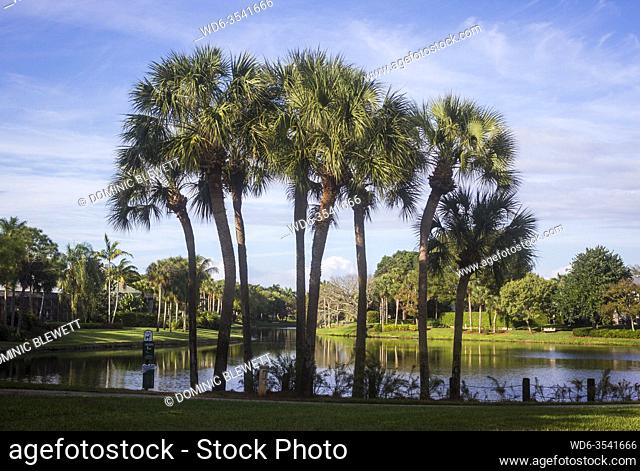 Palm trees on a lake shore in the Pelican Beach area of Naples, Florida