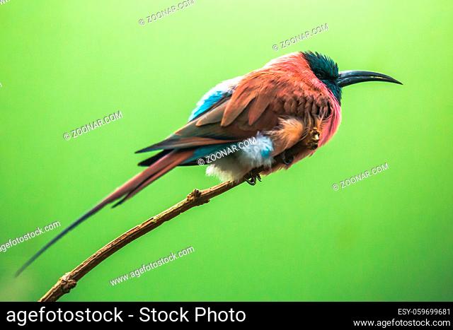 A Northern Carmine Bee-Eater Merops nubicus. Portrait against green background