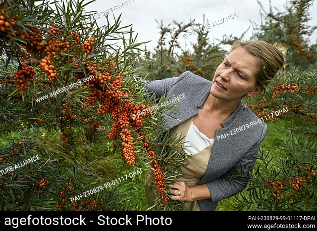 29 August 2023, Brandenburg, Werder (Havel): Dorothee Berger, Managing Director of Christine Berger GmbH & Co. KG, checks the quality of the orange berries on...