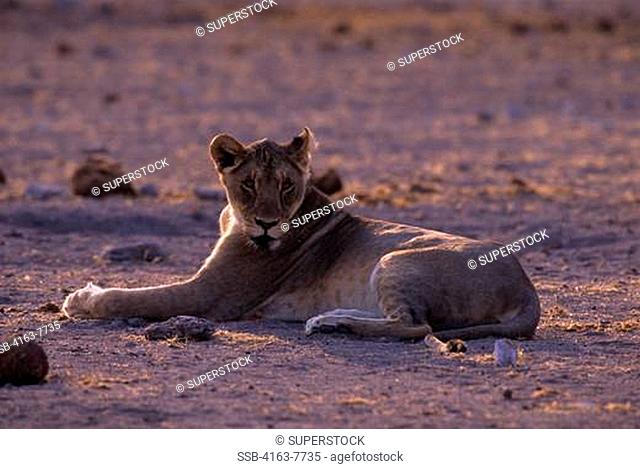 AFRICA, NAMIBIA, ETOSHA NATIONAL PARK, LIONESS NEAR WATERHOLE
