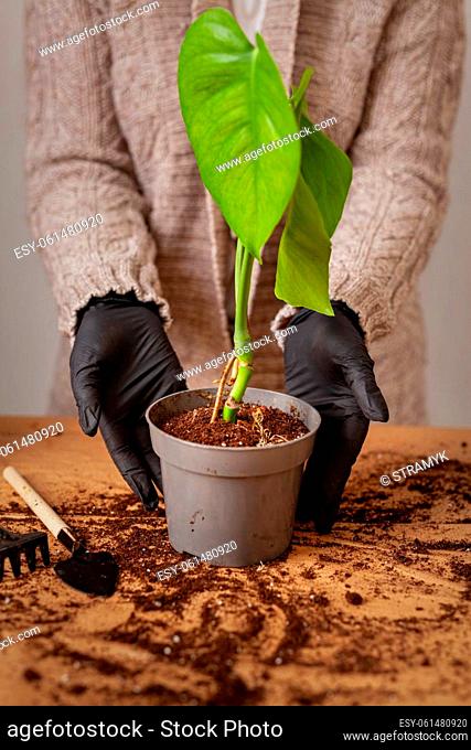 Transplanting a houseplant into a new flower pot. Girls's hands in gloves working with soil and roots of Monstera Deliciosa tropical plant