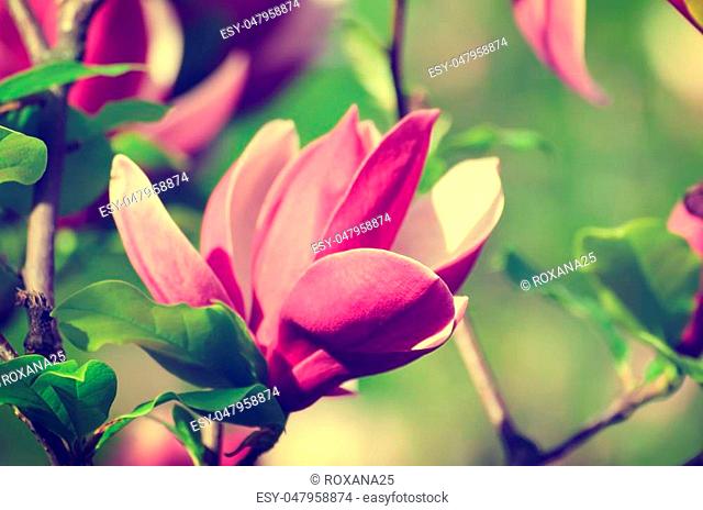 Blossoming of magnolia flowers in spring time, retro vintage hipster image