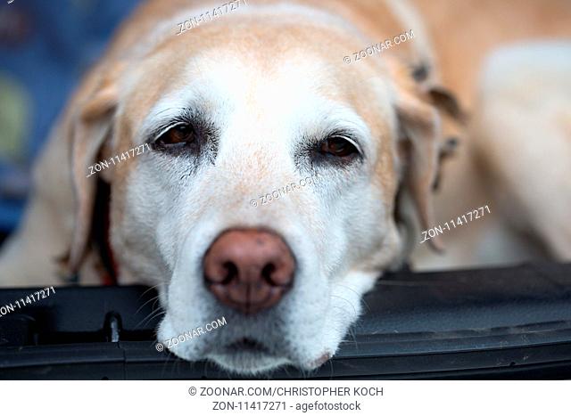 Portrait von einem älteren Labrador