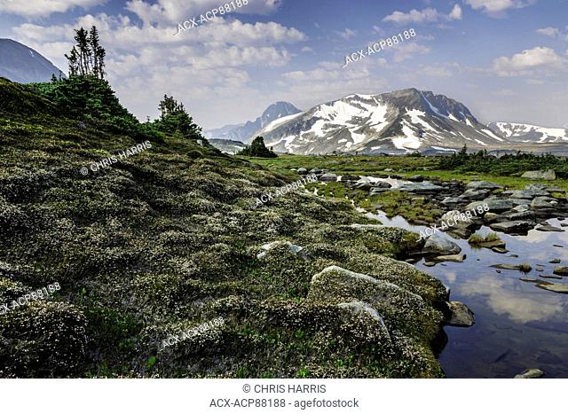 British Columbia, Canada, Charlotte Alplands, Chilcotin region, white mountain heather, cassiope mertensiana, alpine, Chilcotin Ark