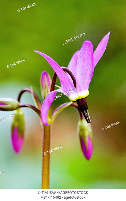 Broad-leaved Shooting Star (Dodecatheon hendersonii) in Francis King Regional Park. Saanich, British Columbia, 13 March 2005