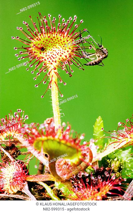 A mosquito is caught of the dew-covered leaves of an insectivorous plant - Roundleaved Sundew (Drosera rotundifolia)
The sundew supplements its mineral intake...