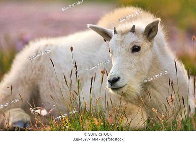 Mountain goat Oreamnos americanus lying in a park, US Glacier National Park, Montana, USA