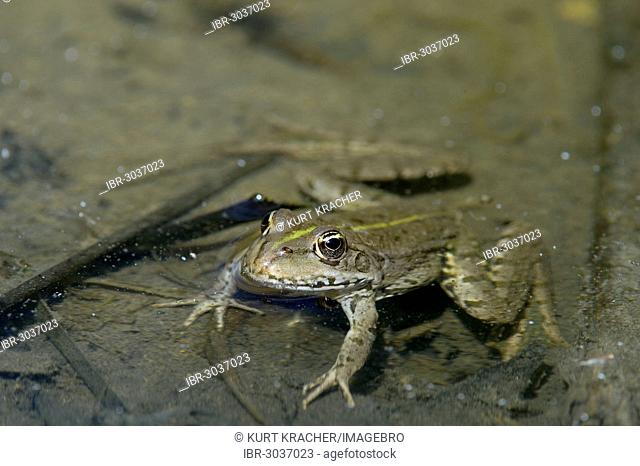 Edible frog, Water frog or Green frog (Pelophylax esculentus)