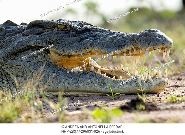 Nile crocodile Crocodylus niloticus, Chobe river, Chobe National Park, Botswana
