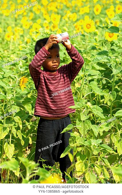 young boy flying his kite, sunflower field , sunflower fields of lopburi , central thailand