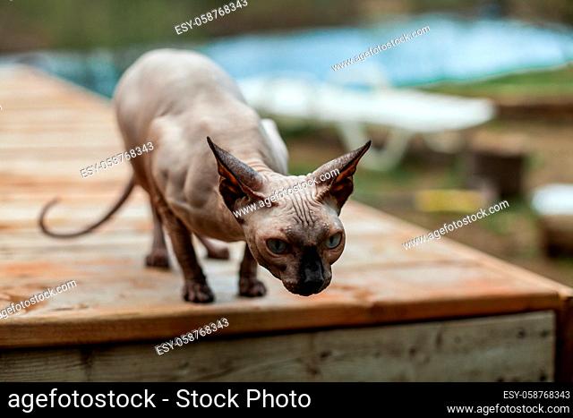 Sphynx cat exploring the wilderness for the first time