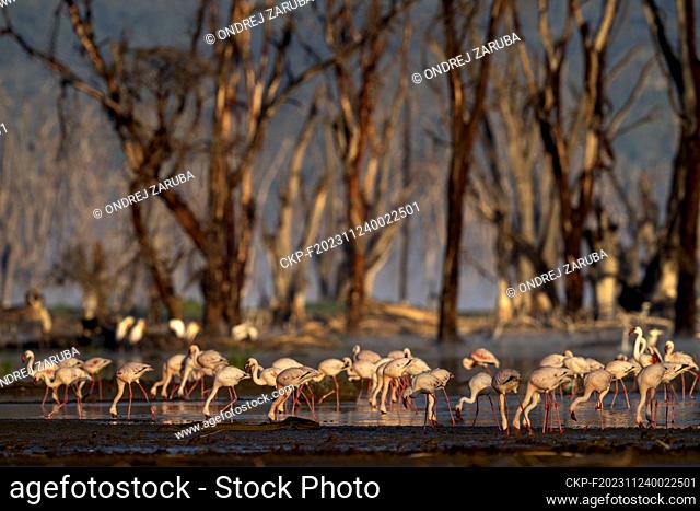 Nakuru national park, The lesser flamingo is the smallest species of flamingo (CTK Photo/Ondrej Zaruba)