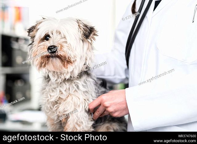 Close-up of a yorkshire terrier puppy in clinic
