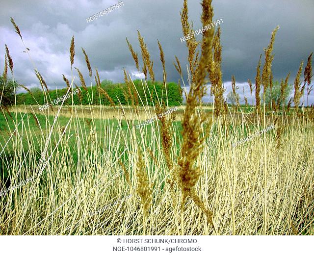 Reed in Dahme, Schleswig-Holstein