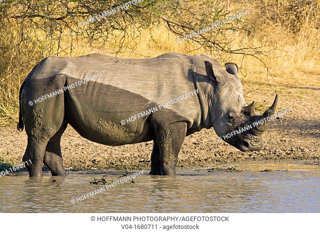 White rhino Ceratotherium simum taking a mud bath, South Africa