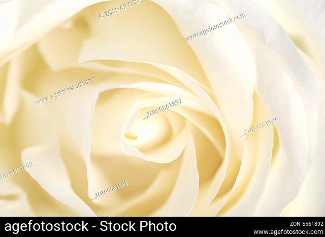 White rose petals close up. Whole background. Texture