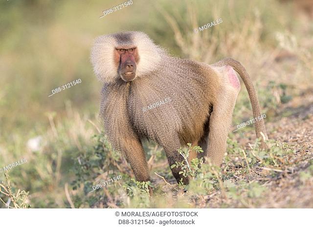 Africa, Ethiopia, Rift Valley, Awash, Hamadryas baboon (Papio hamadryas), Dominant male