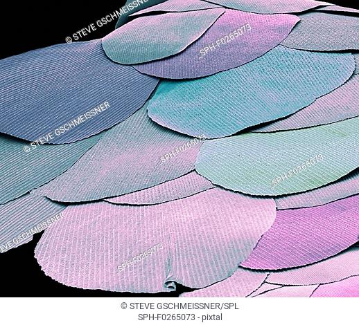 Silverfish scales (Lepisma saccharina). Coloured scanning electron micrograph (SEM) of scales from a silverfish. The silverfish is a primitive insect that has...