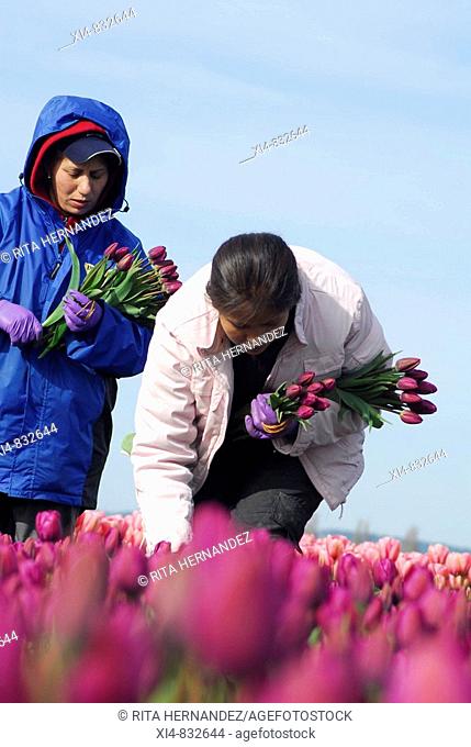 Two female workers, picking flowers in a Tulip's field
