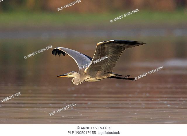 Grey heron (Ardea cinerea) in flight over water of lake / pond / river