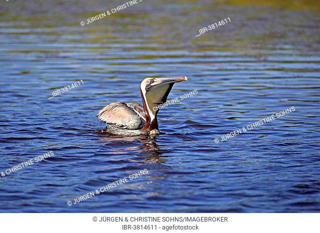 Brown Pelican (Pelecanus occidentalis), Sanibel Island, Florida, USA